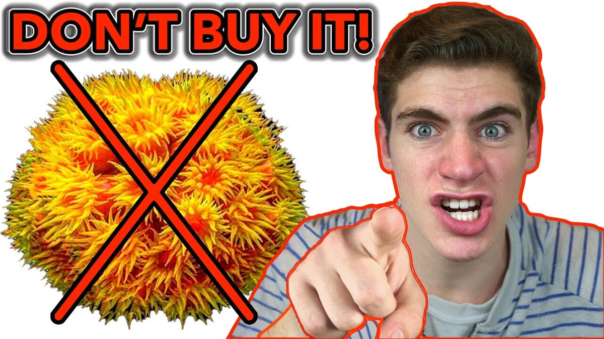 3 Corals Beginners Should AVOID [2021]! CoralFish12g