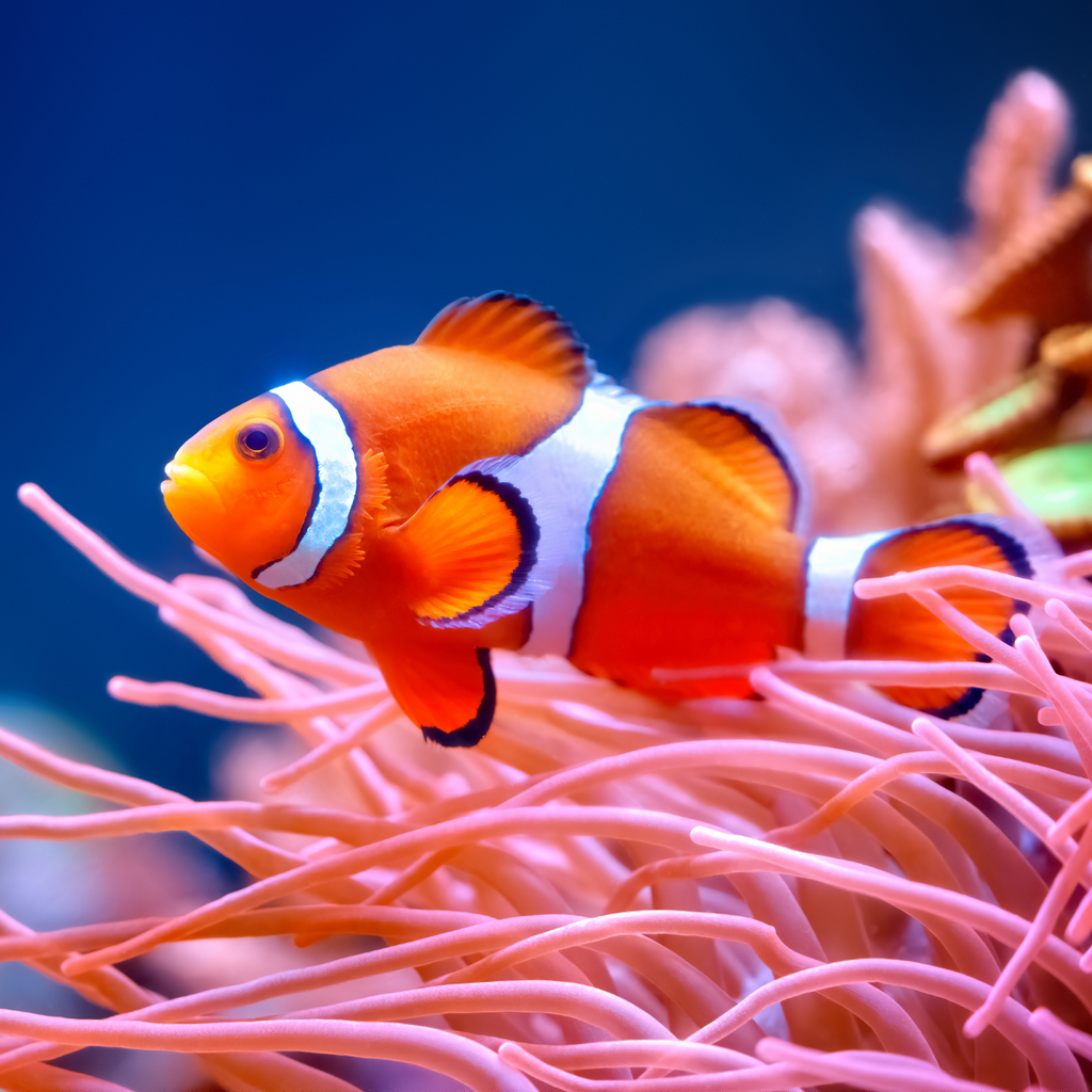 20 Best Fish For Nano Reef Tanks!