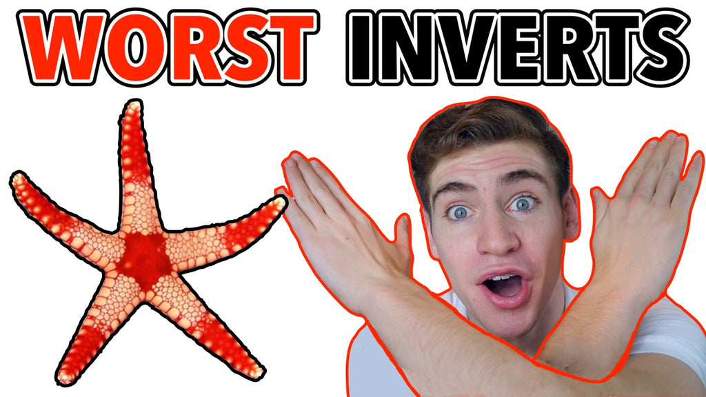 5 Inverts Saltwater Beginners Should AVOID [2021]!