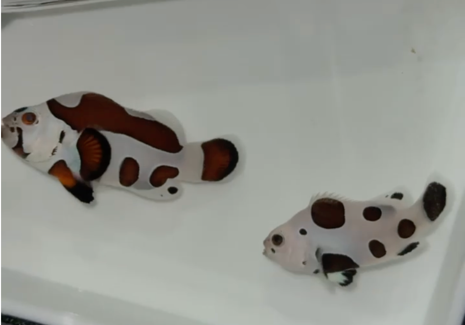 Super Storm 2 Clownfish Pair WYSIWYG