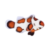 Orange Storm Ocellaris Clownfish
