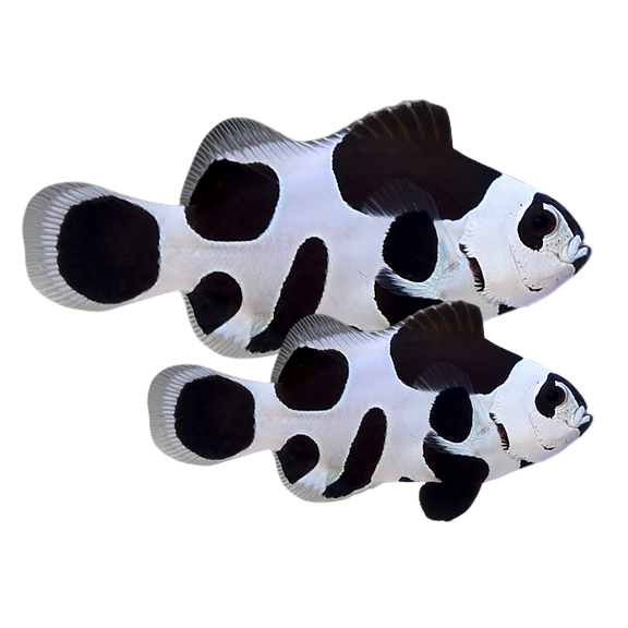 Black Storm Ocellaris Clownfish