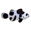 Black Storm Ocellaris Clownfish