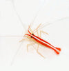 Cleaner Shrimp