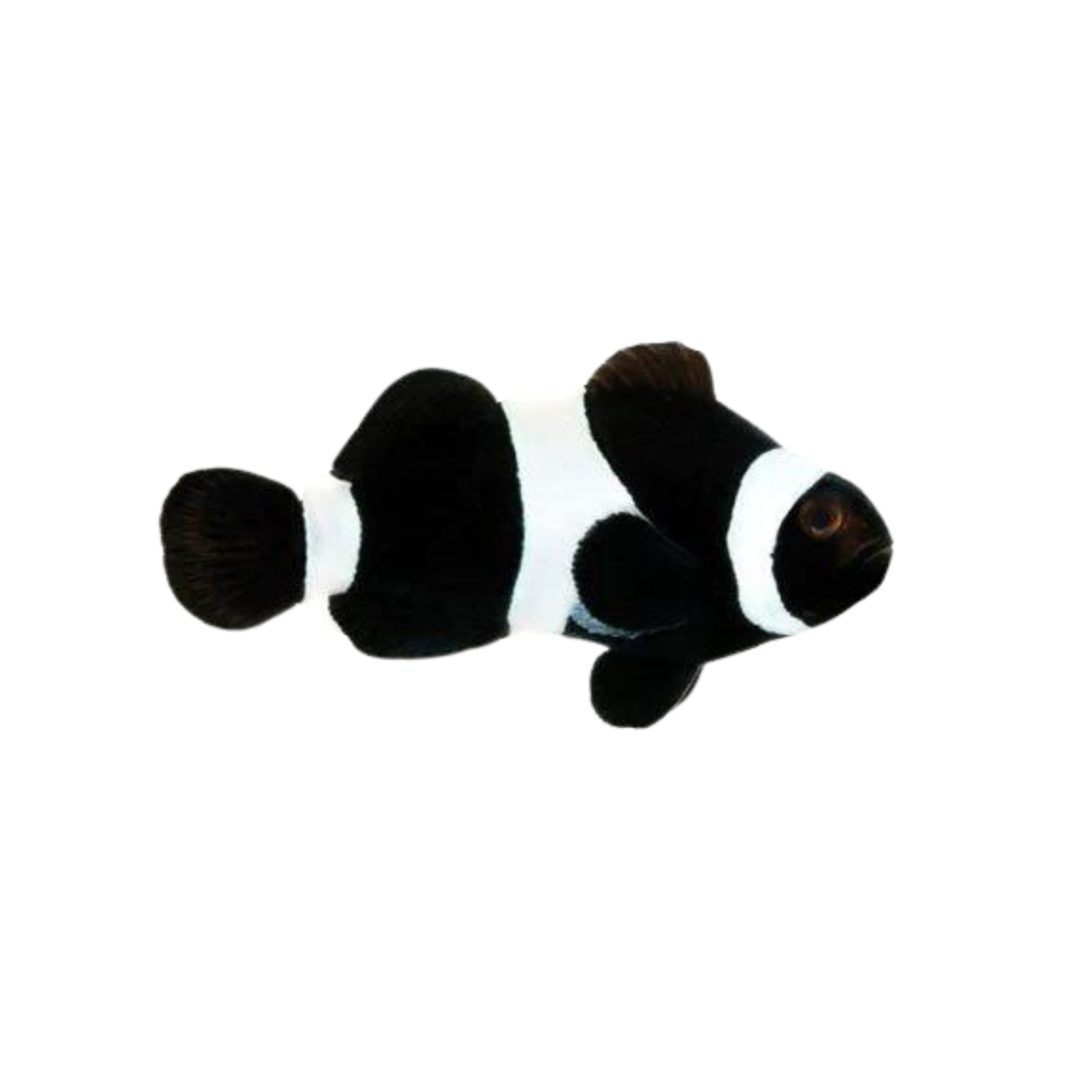 Black And White Nemo