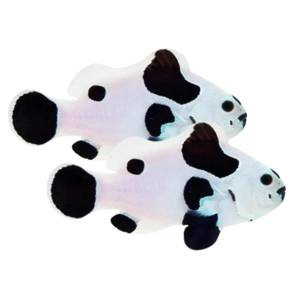 Black Storm Ocellaris Clownfish