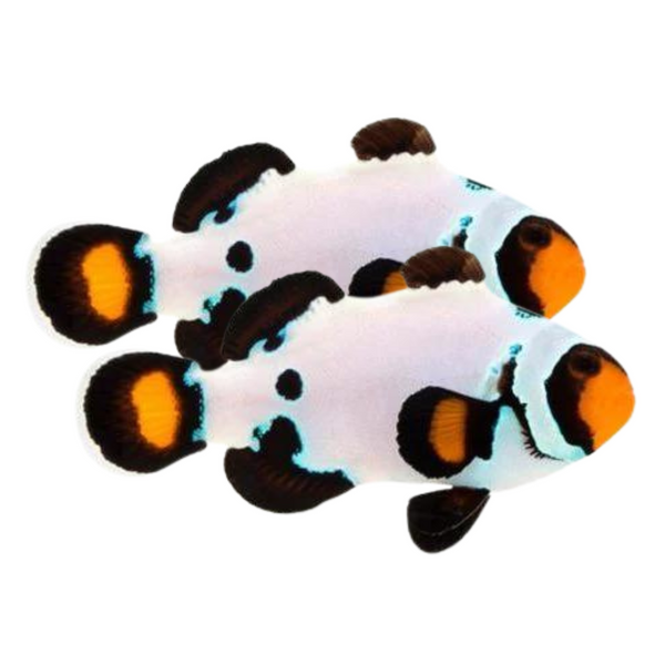 Frostbite Ocellaris Clownfish
